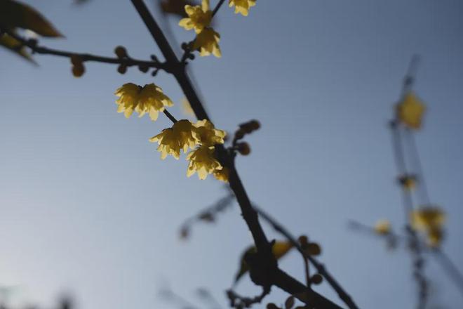 上枝头市民闻香迎新AG真人网蜡梅初(图4)